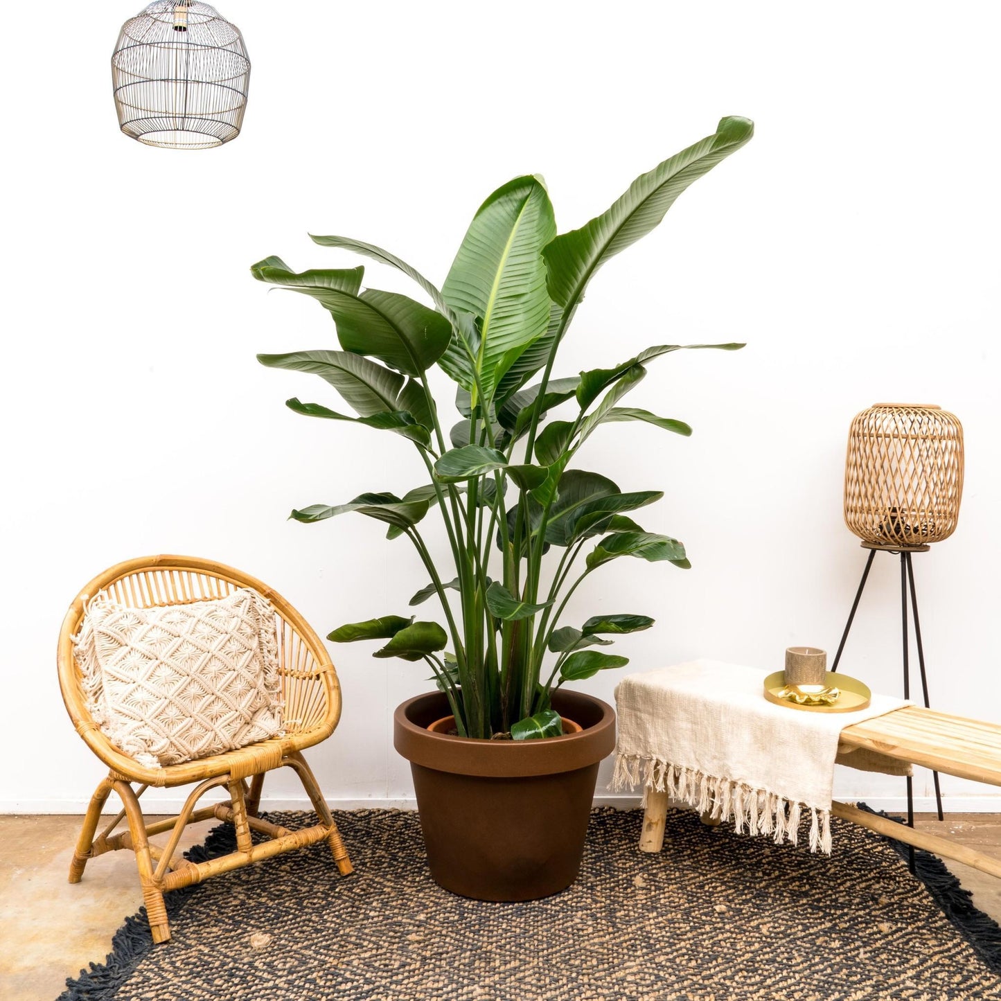 Strelitzia Nicolai XL