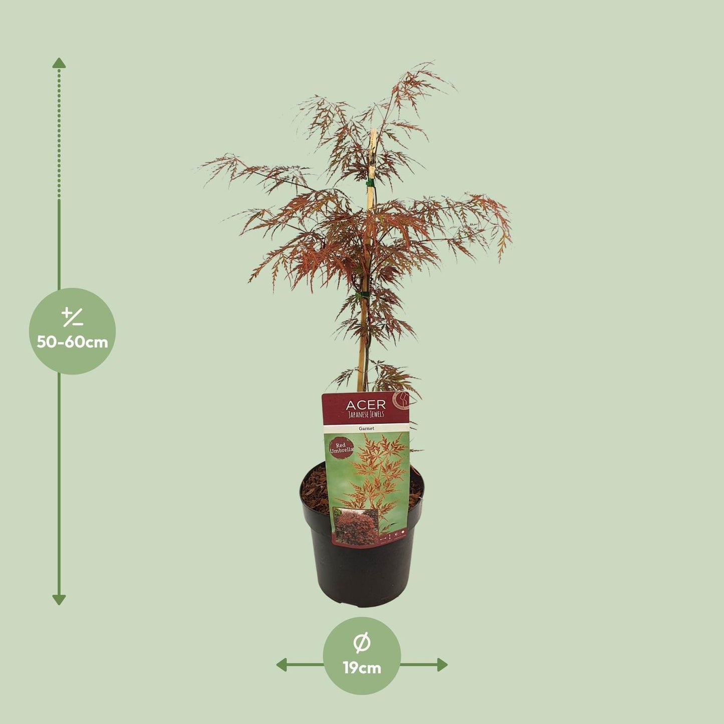 Acer palm (Garnet)