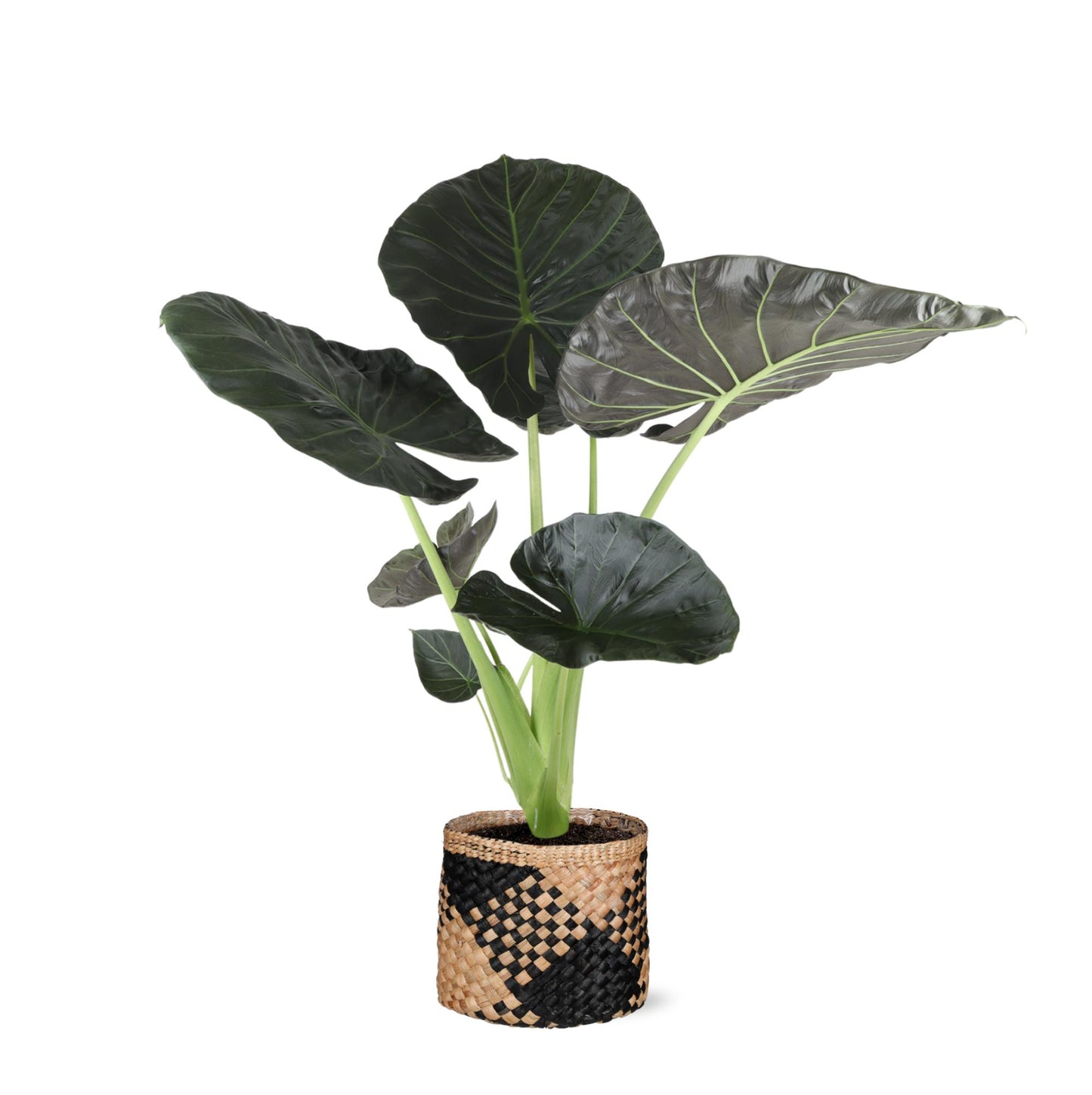 Alocasia Regal Shield in Albury mand