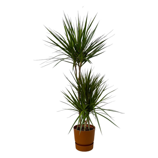 Dracaena Marginata + elho Greenville Round