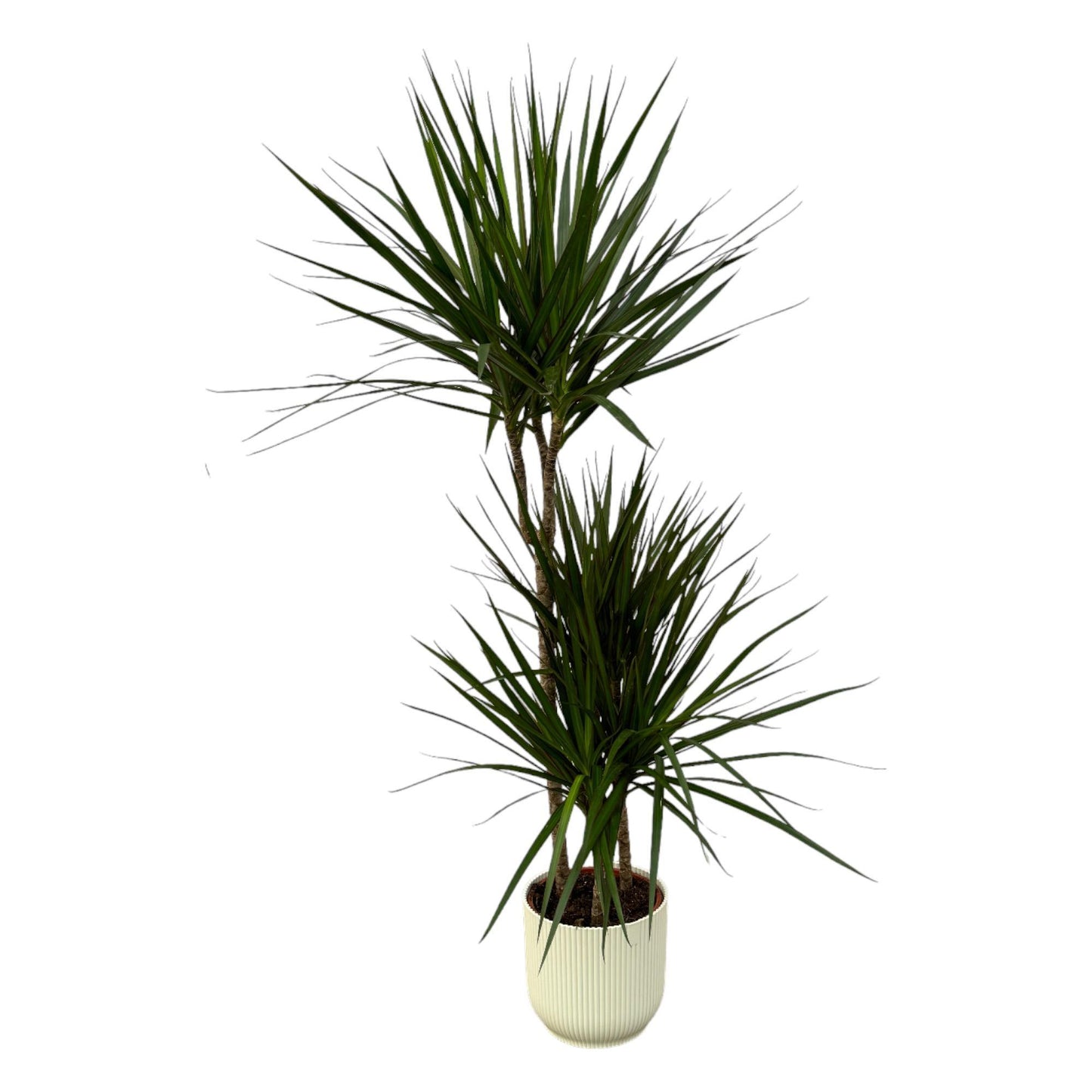 Dracaena Marginata + elho Vibes Fold Round
