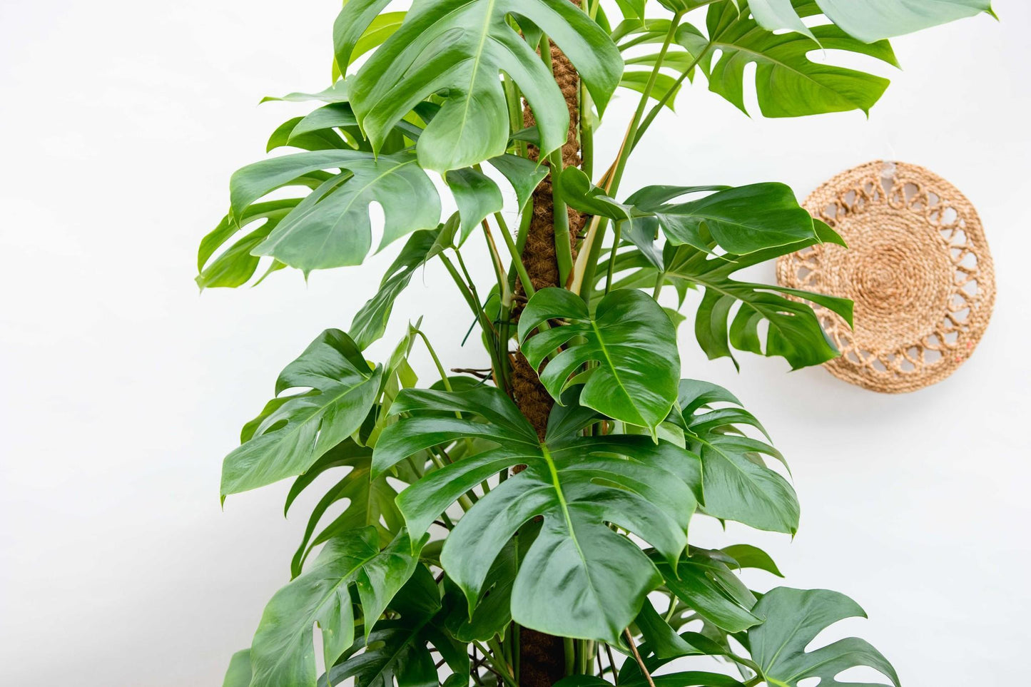 Monstera Deliciosa (XL blad)