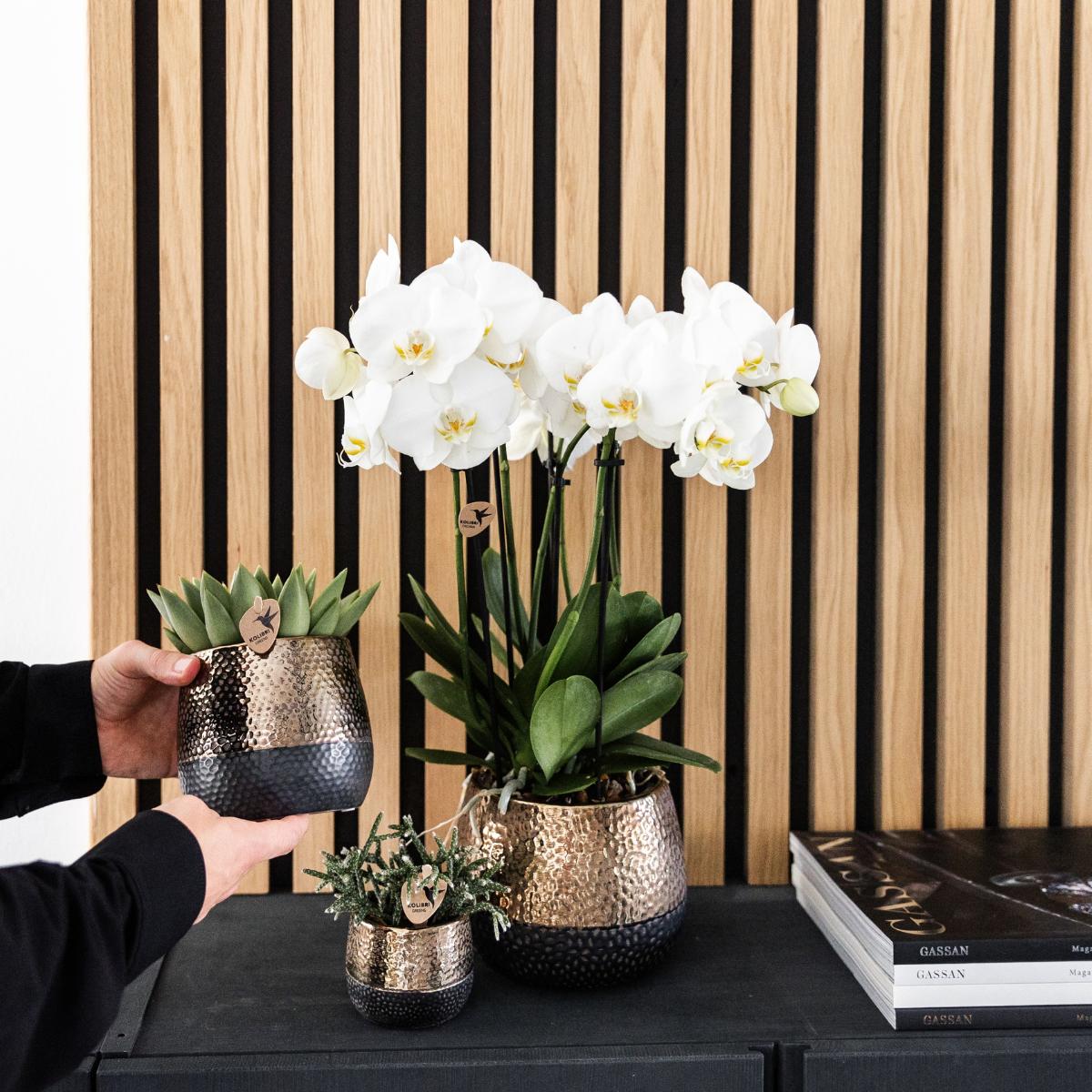 Combi Deal - 2 witte Phalaenopsis orchideeën - potmaat Ø12cm