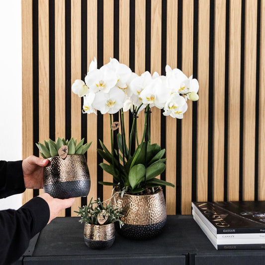 Combi Deal - 2 witte Phalaenopsis orchideeën - potmaat Ø12cm