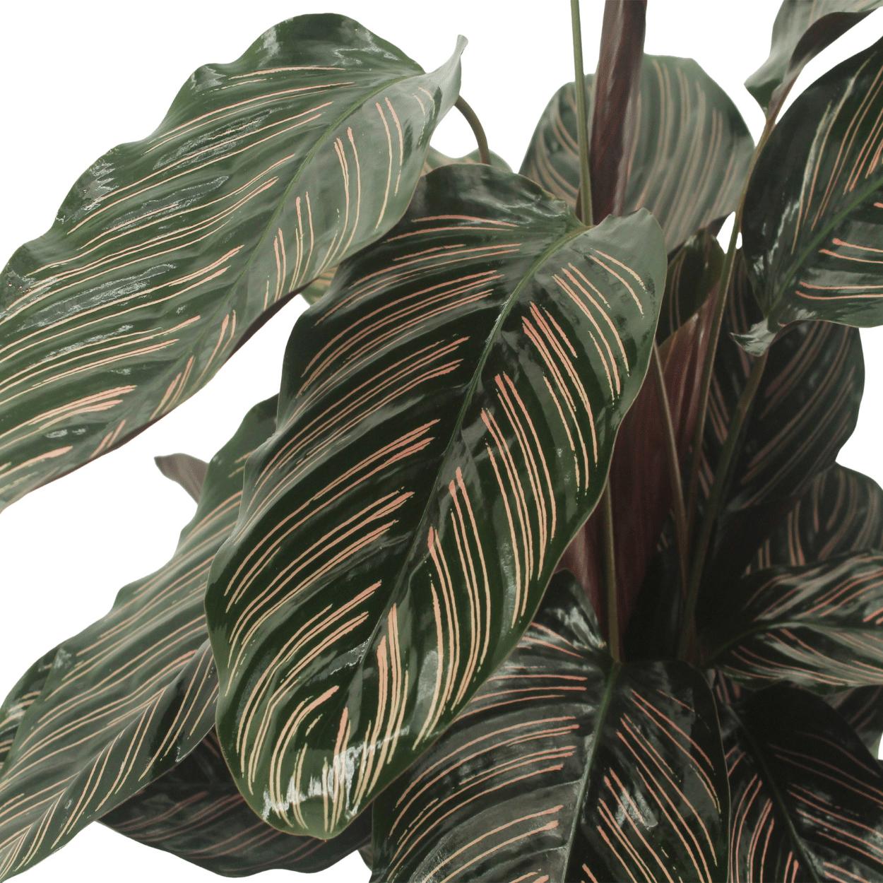 2x Calathea Ornata (Pauwenplant)