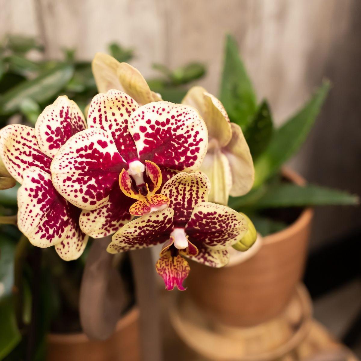 COMBI DEAL van 2 Orchideeën