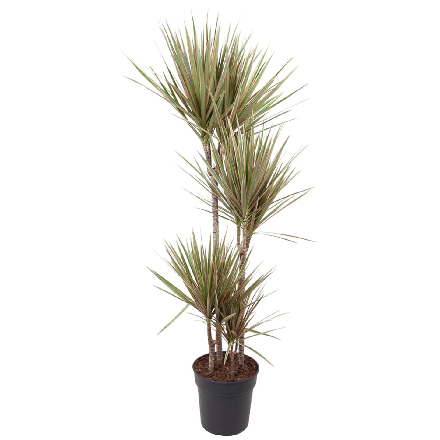 Dracaena Bicolor