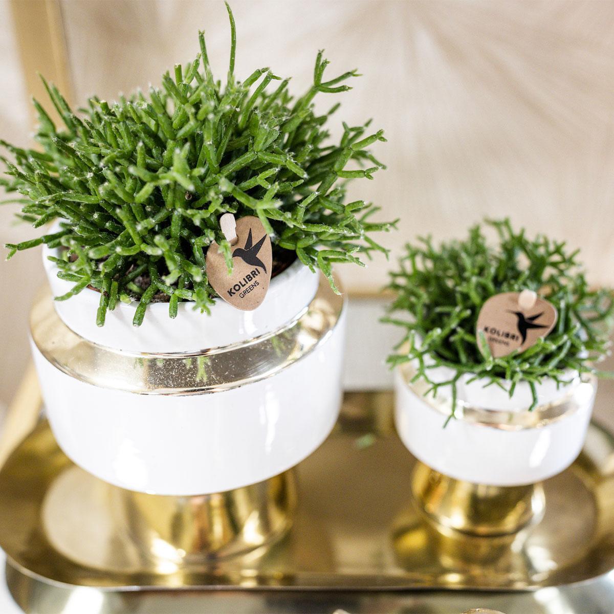 Kolibri Greens | Succulenten set van 2 planten in gouden Le Chic sierpotten - keramiek potmaat Ø9cm