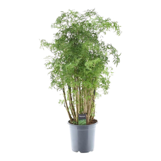 Polyscias Hawaiiana Ming