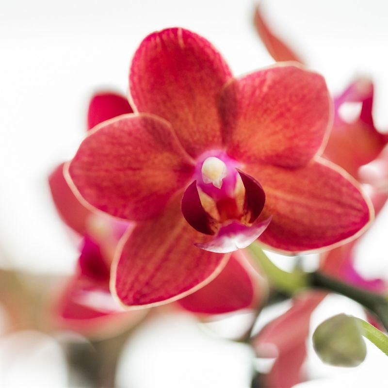 rode Phalaenopsis orchidee - Congo + Diabolo travertine - potmaat Ø9cm