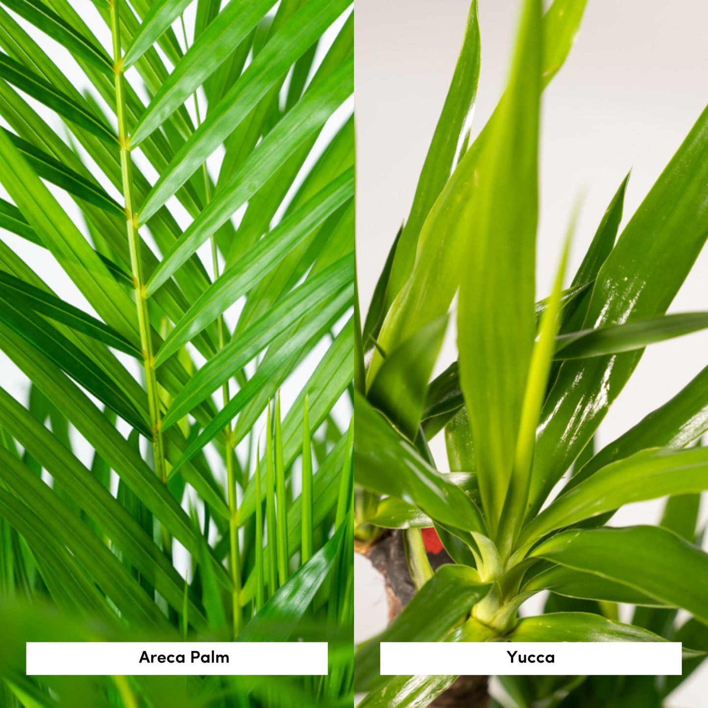 Combi deal: Yucca (100 cm) + Areca (130 cm)