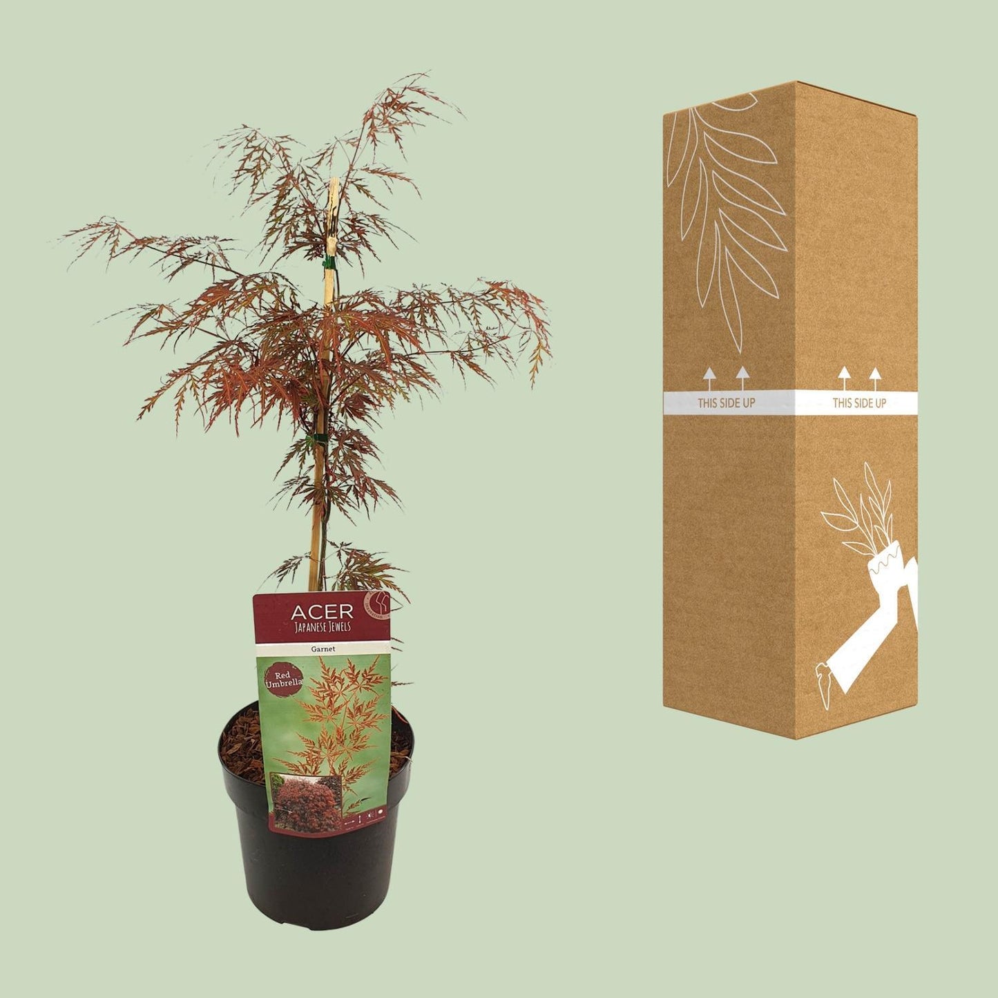 Acer palm (Garnet)