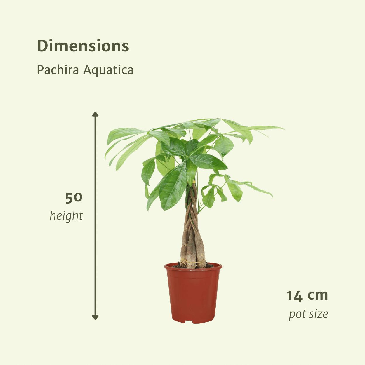 2x Pachira Aquatica (Geldboom)
