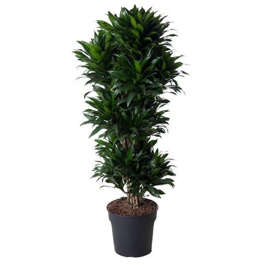 Dracaena Compacta (vertakt)
