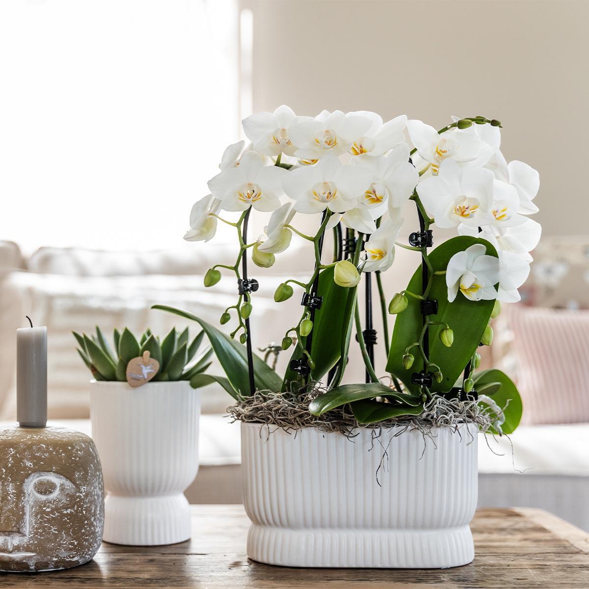 Hummingbird Home | Pot Diabolo blanc - Ø6cm