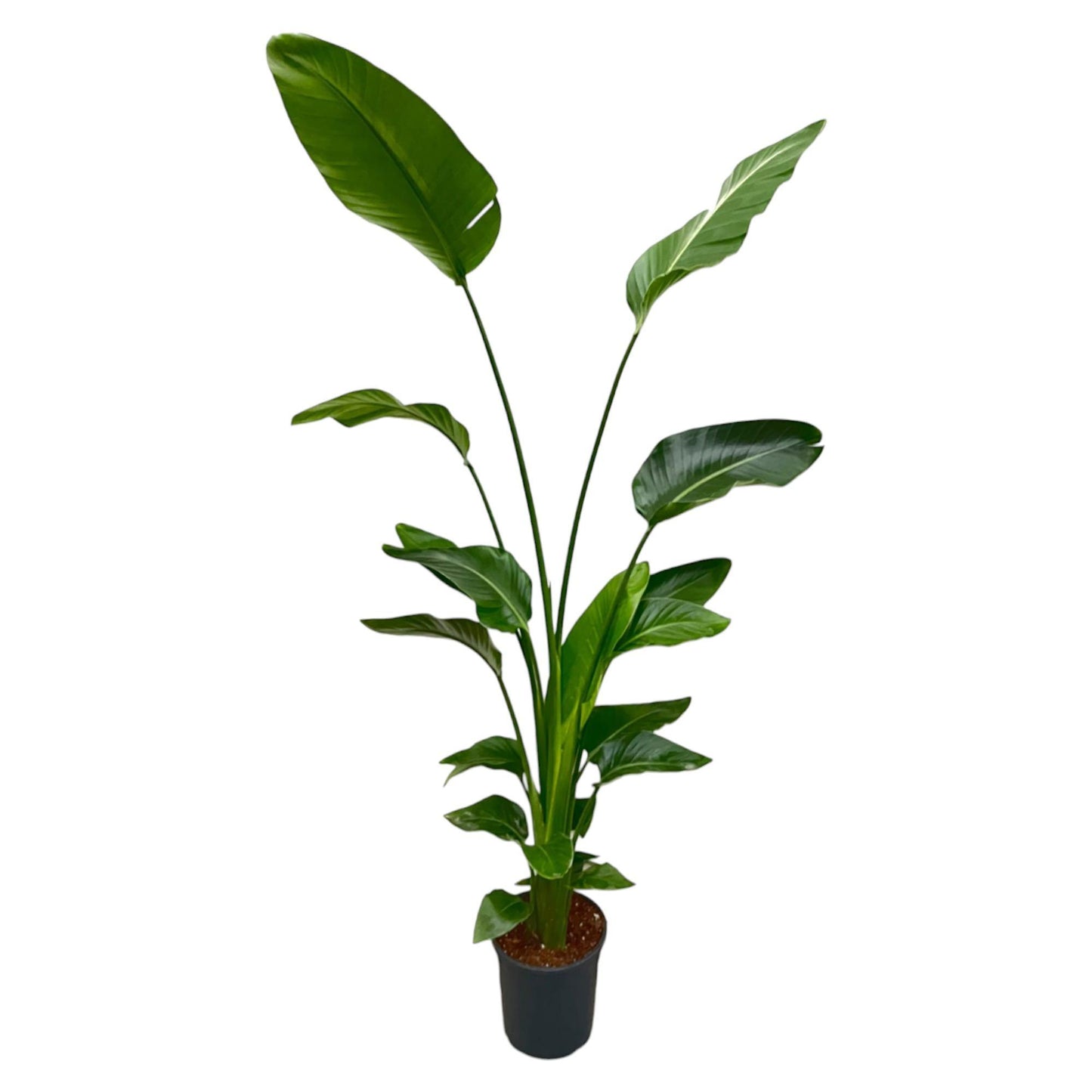 Strelitzia Nicolai XL