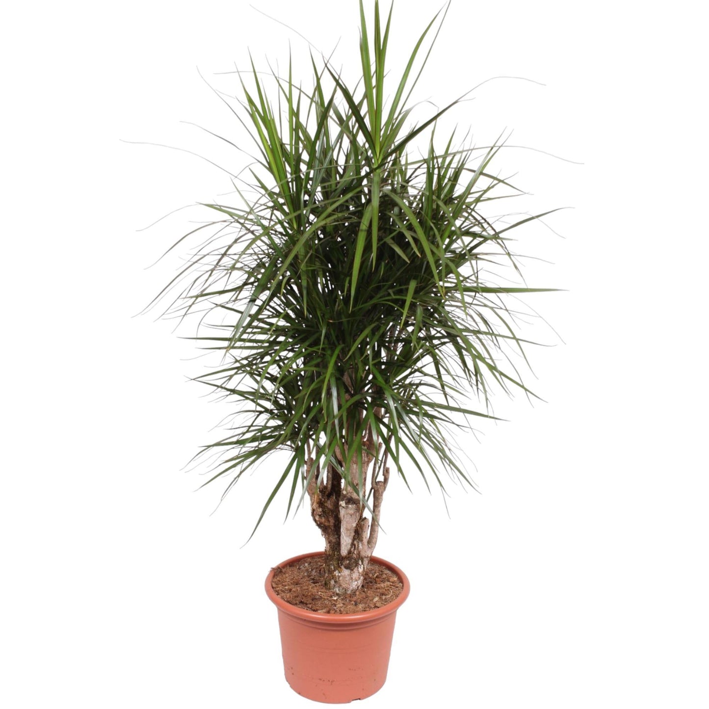 Dracaena Marginata (vertakt)