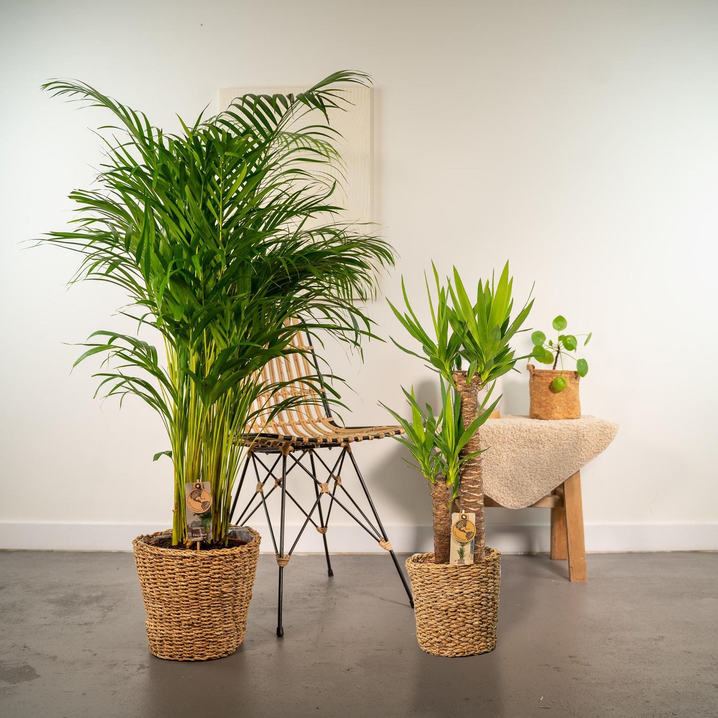 Combi deal: Yucca (100 cm) + Areca (130 cm)
