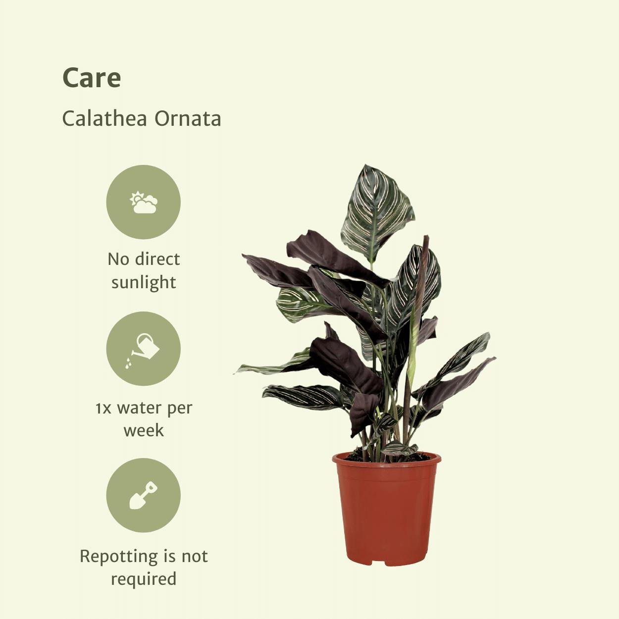 2x Calathea Ornata (Pauwenplant)