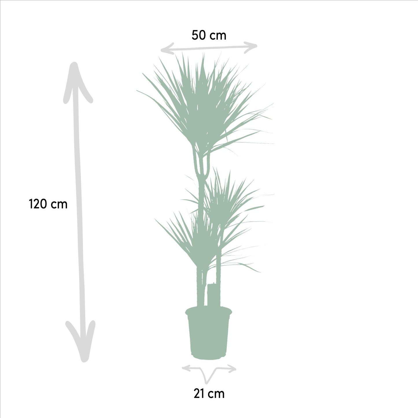 Combi deal: Dracaena (120 cm) + Yucca (100 cm)