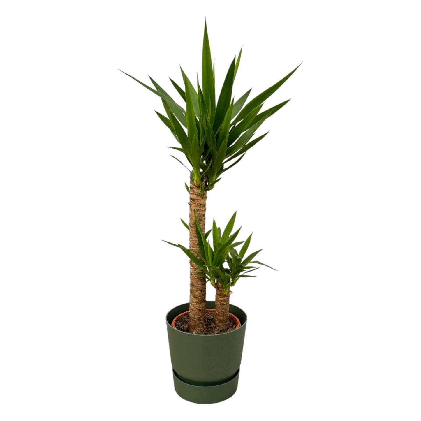 Yucca + elho Greenville Round