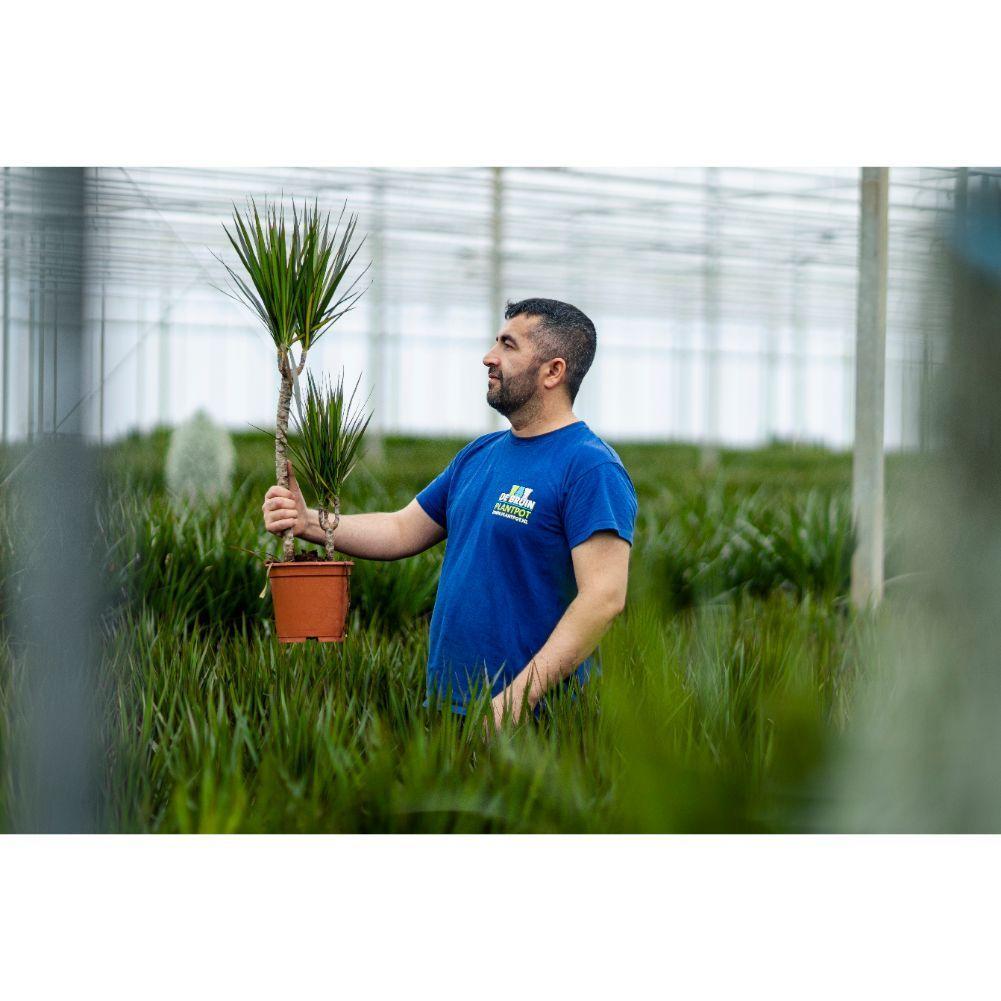 Dracaena Bicolor