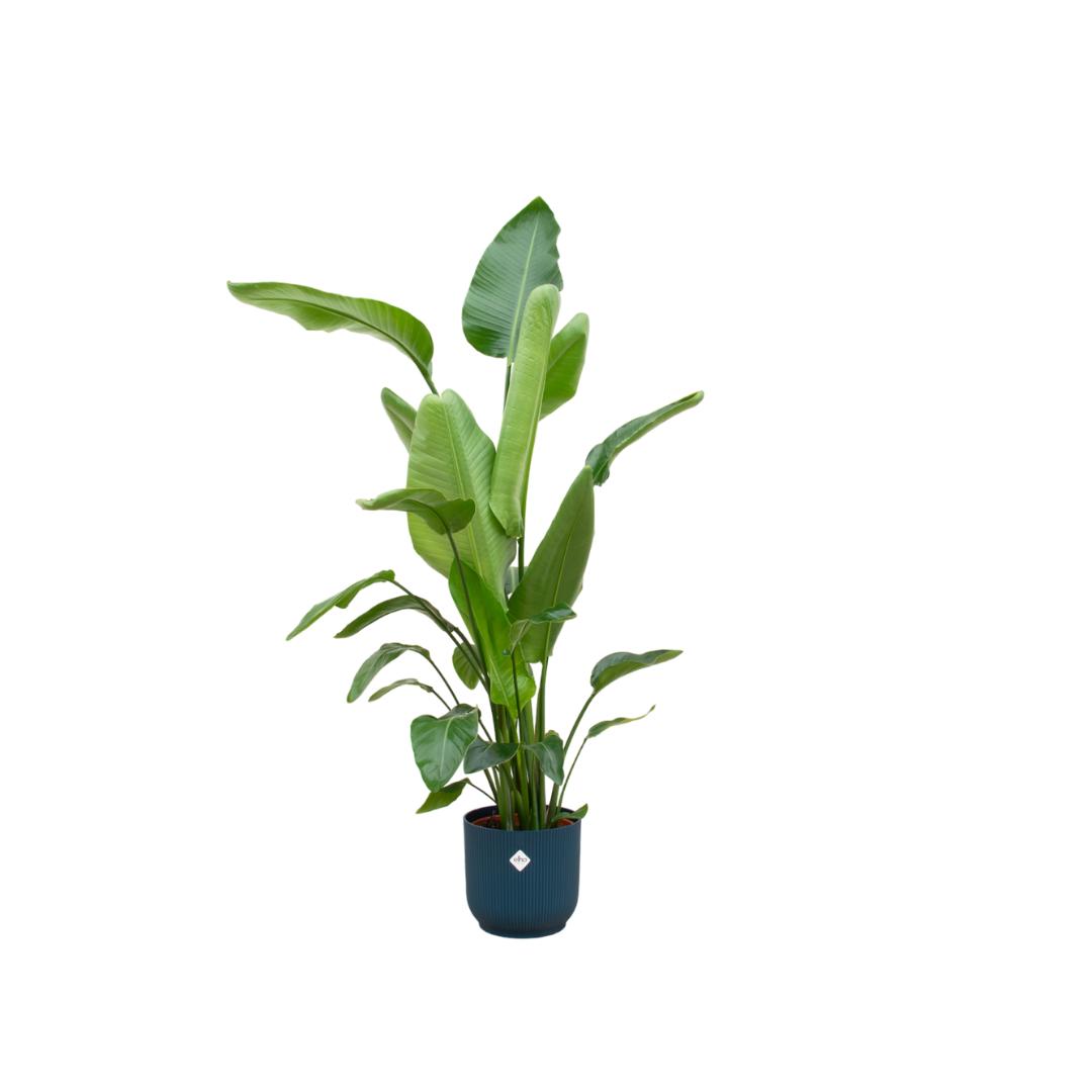 Strelitzia Nicolai + elho Vibes Fold Round