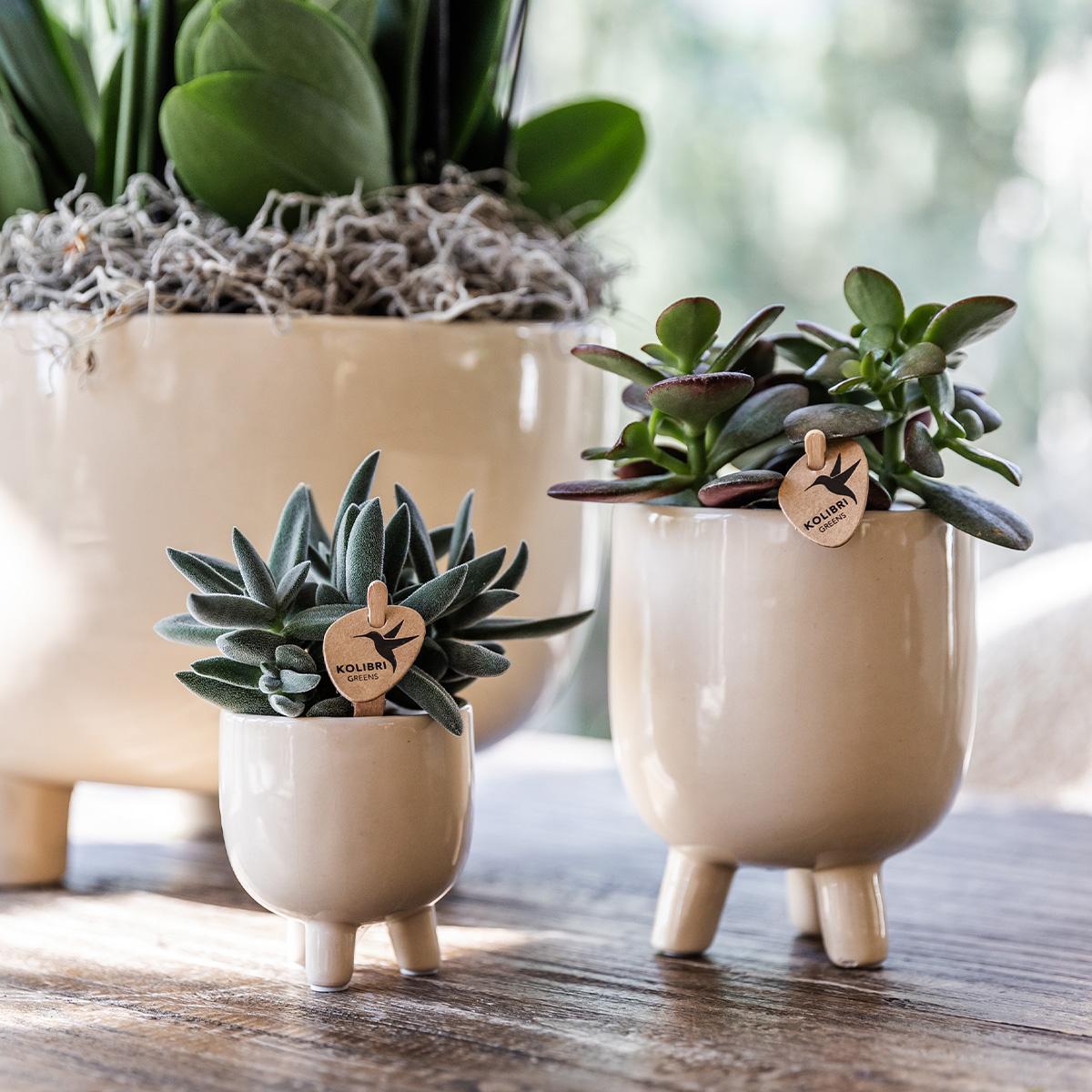 Rode Phalaenopsis orchidee – Congo + Gummy pot travertine – potmaat Ø9cm – 40cm hoog