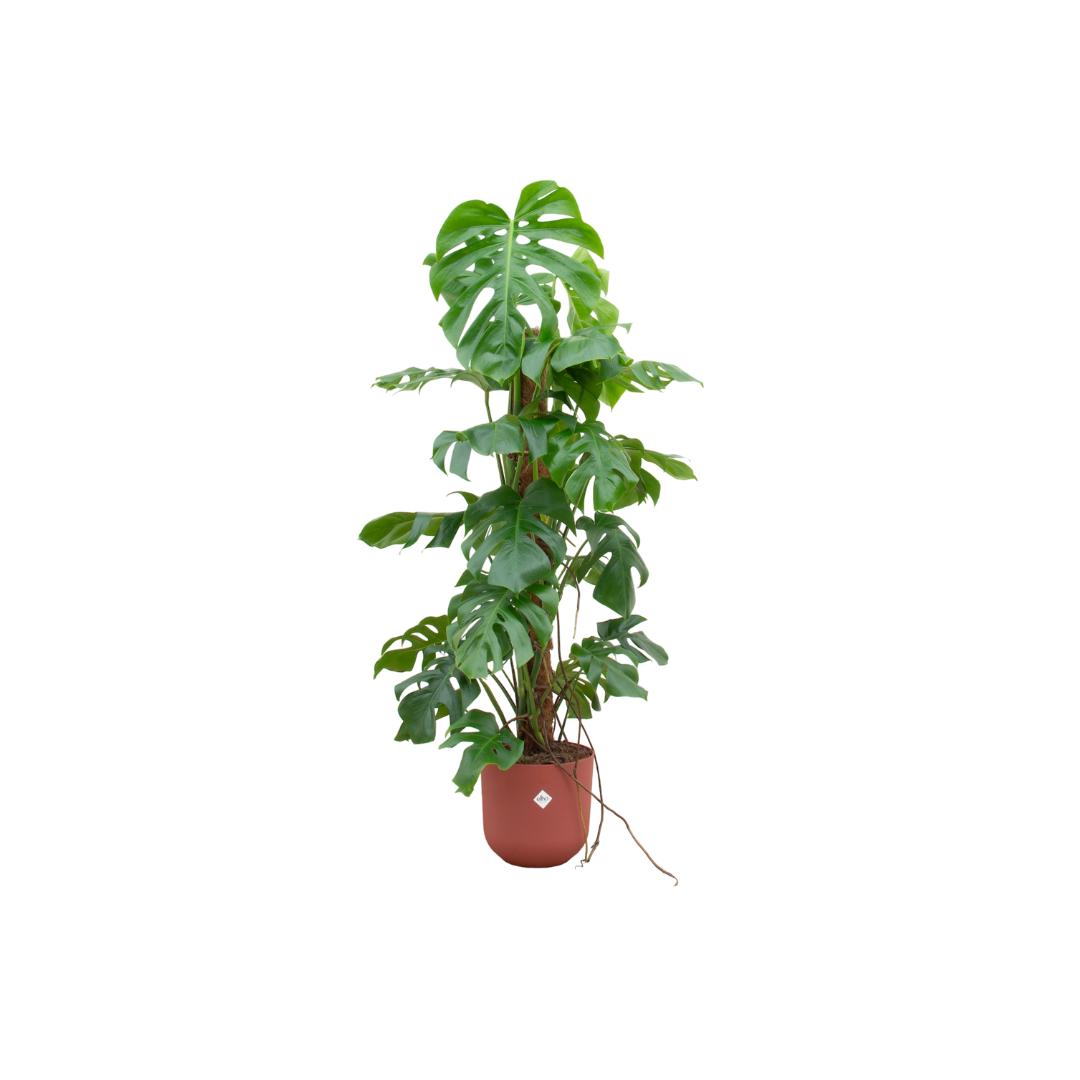 Monstera Pertusum XL + elho Jazz Round