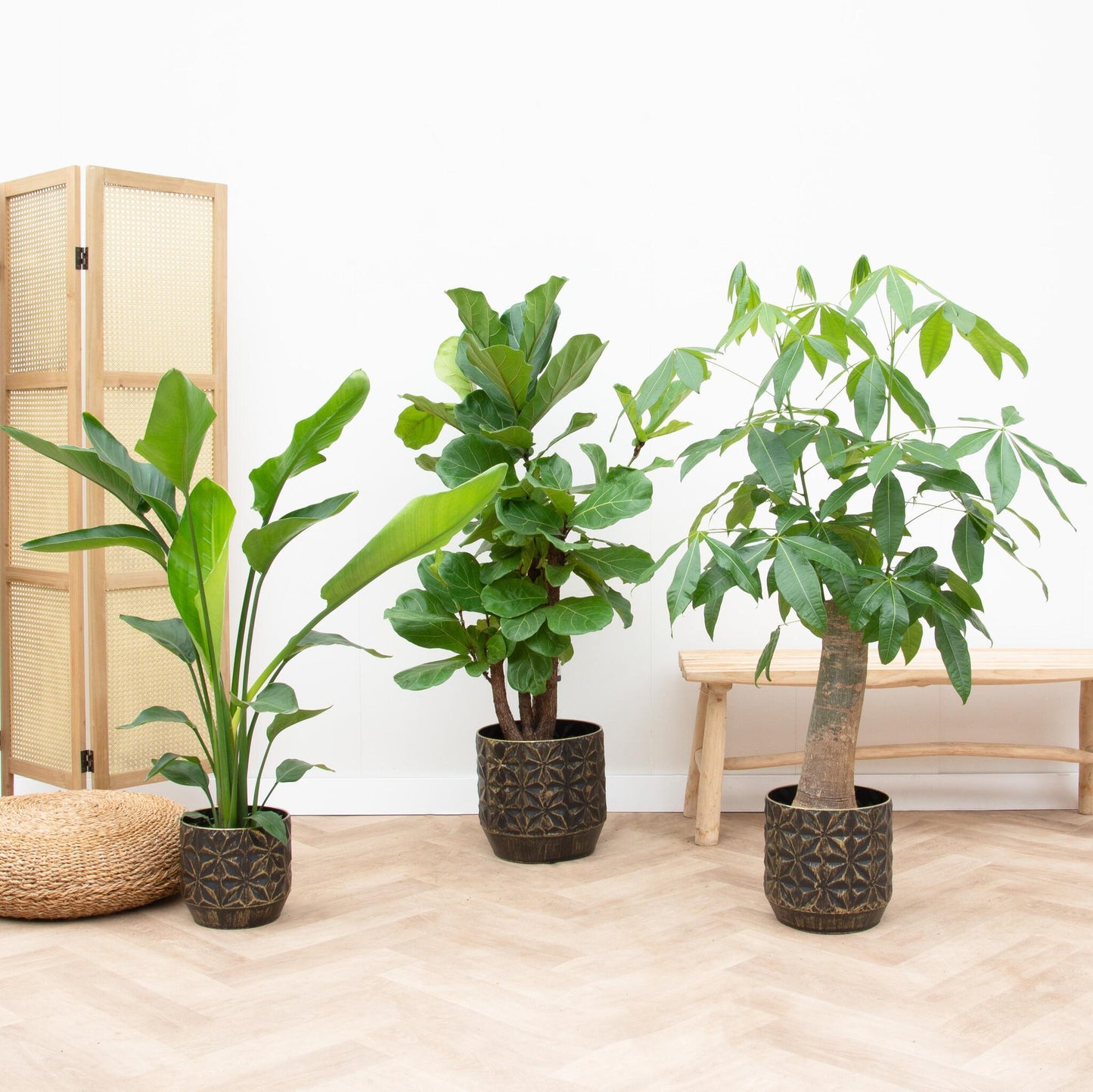 Combi deal! - Strelitzia Nicolai 70 cm - Wout L 130 cm - Ficus Lyrata vertakt 160cm