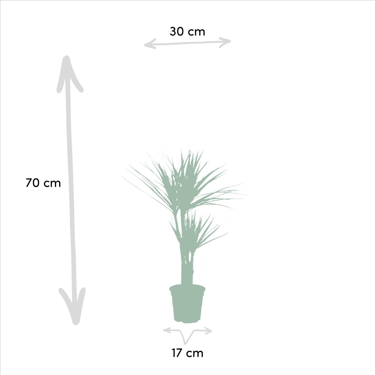Combi deal: Dracaena (120cm) + Dracaena (70cm)