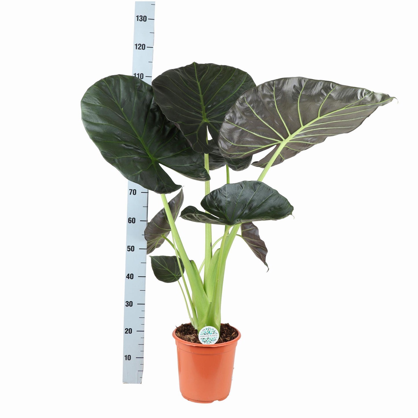 Alocasia Regal Shield