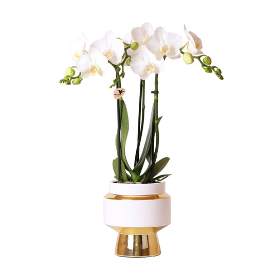 Witte Phalaenopsis orchidee – Amabilis + Le Chic sierpot goud – potmaat Ø9cm – 40cm hoog