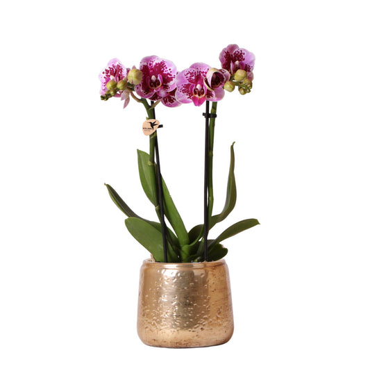 Roze paarse Phalaenopsis orchidee - El Salvador + Luxury gouden sierpot - potmaat Ø9cm - 35cm hoog