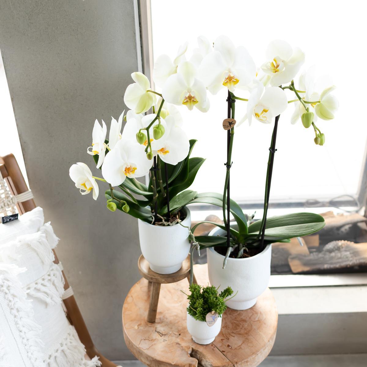 Support pour plantes - Support pour plantes en bois Ø12cm