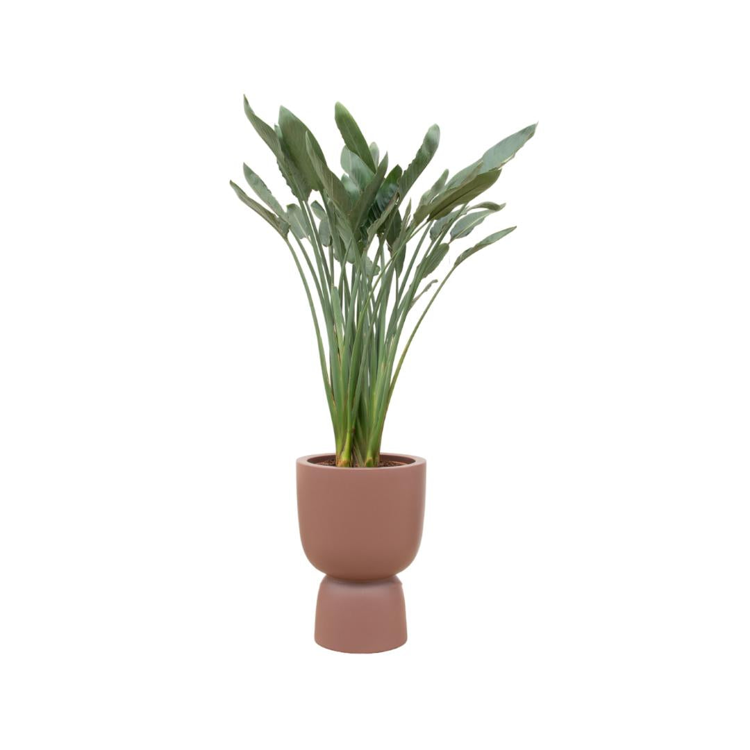 Strelitzia Reginae + elho Pure Coupe