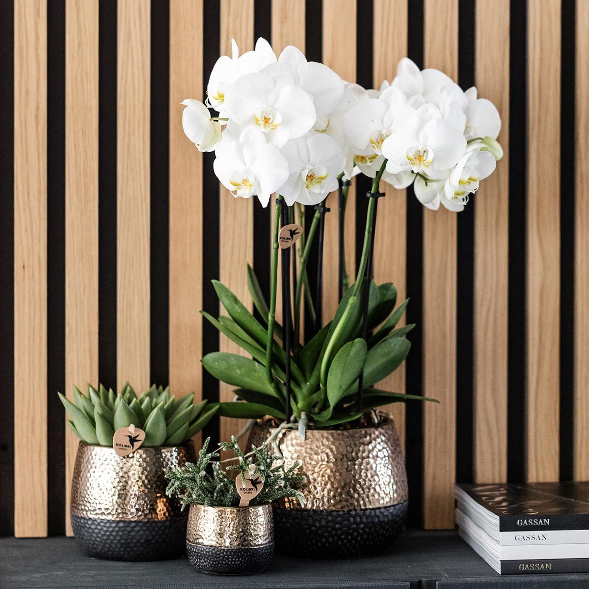 Geel rode Phalaenopsis orchidee – Spain + Elite sierpot copper – potmaat Ø9cm – 40cm hoog