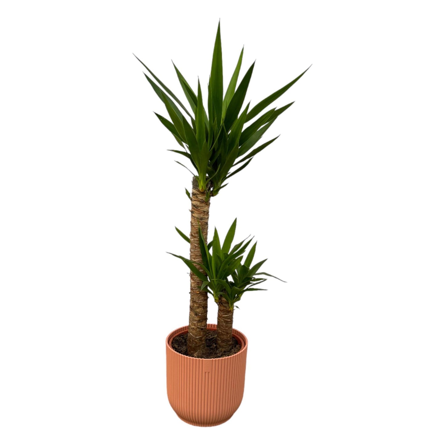 Yucca + elho Vibes Fold Round