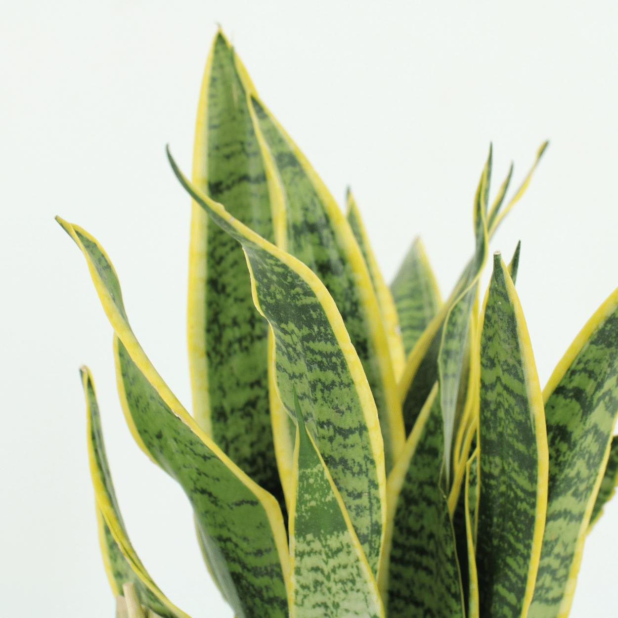 2x Sansevieria Laurentii (Vrouwentong)