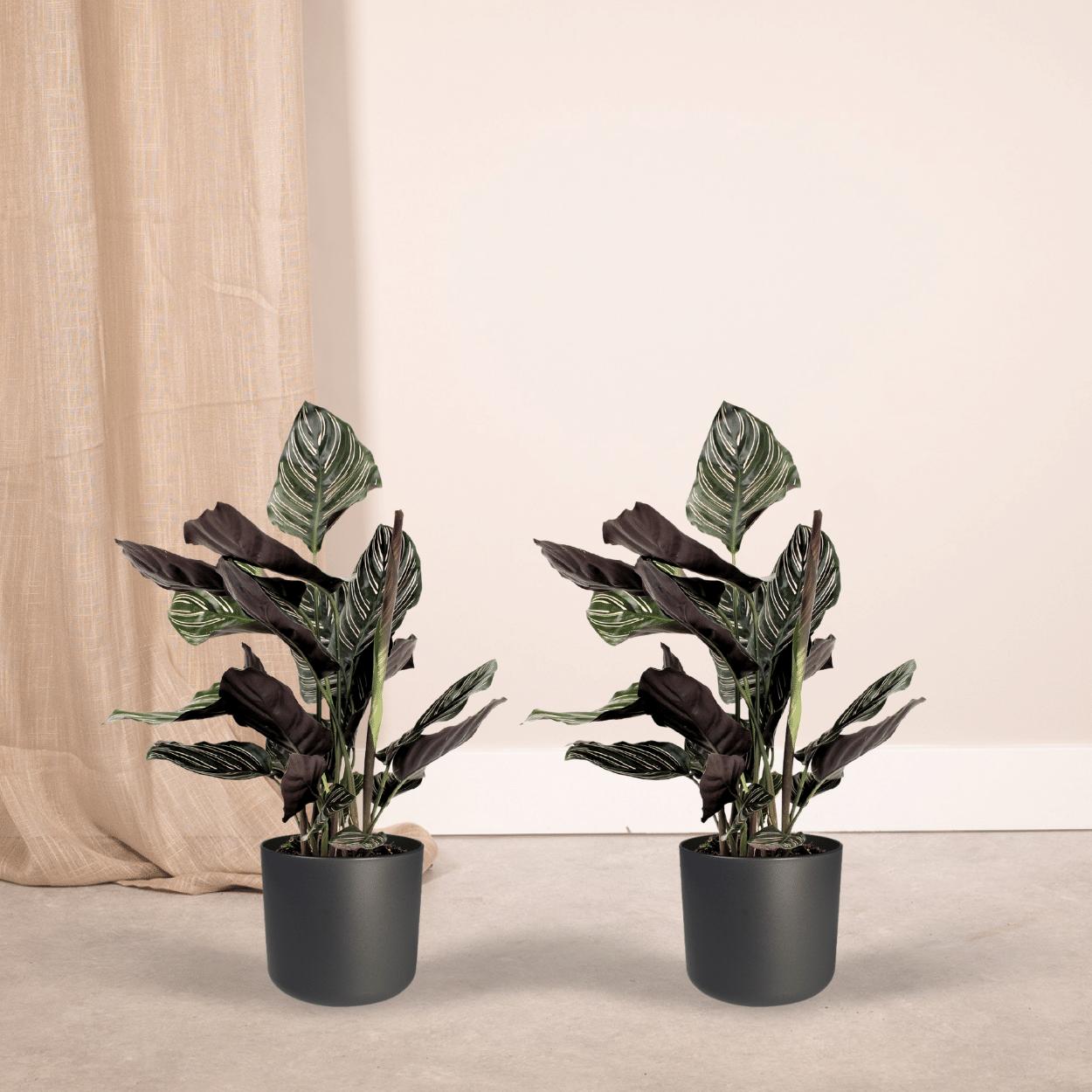 2x Calathea Ornata (Pauwenplant)