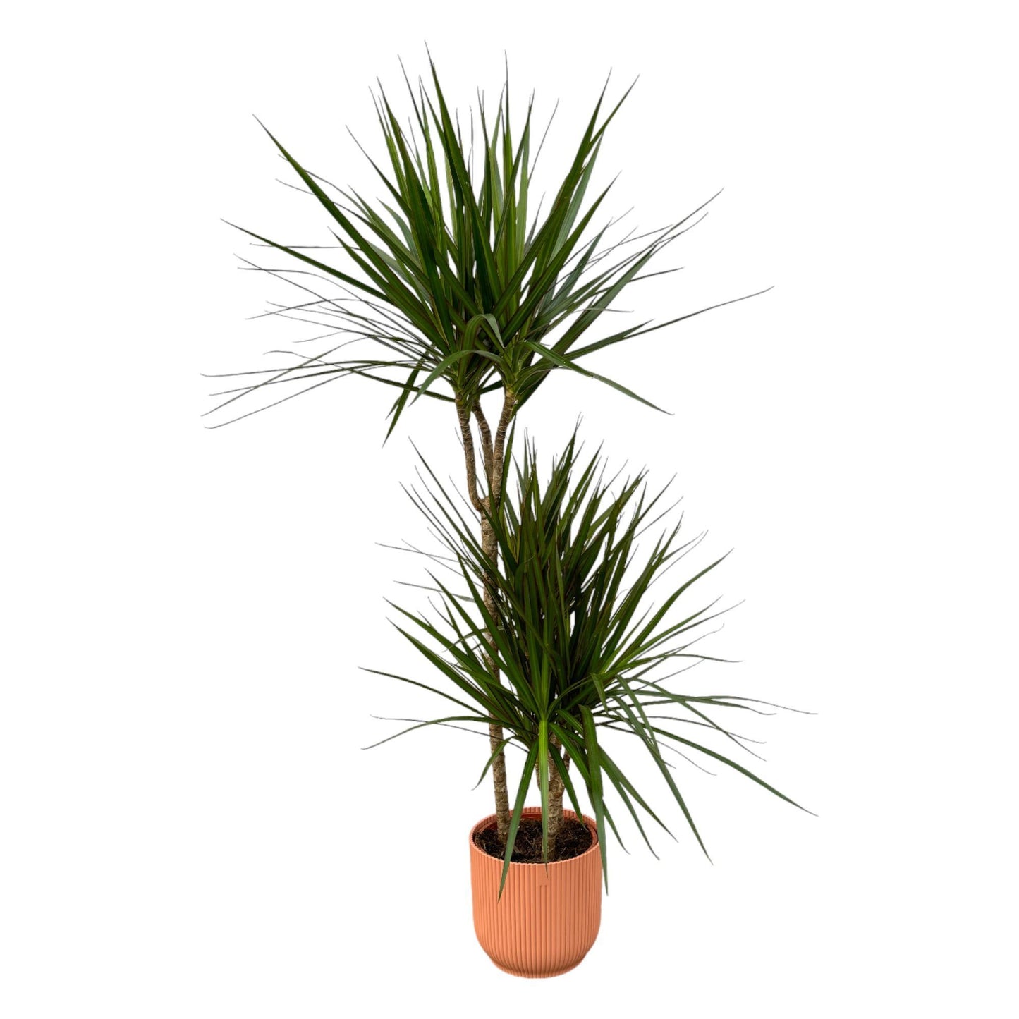 Dracaena Marginata + elho Vibes Fold Round
