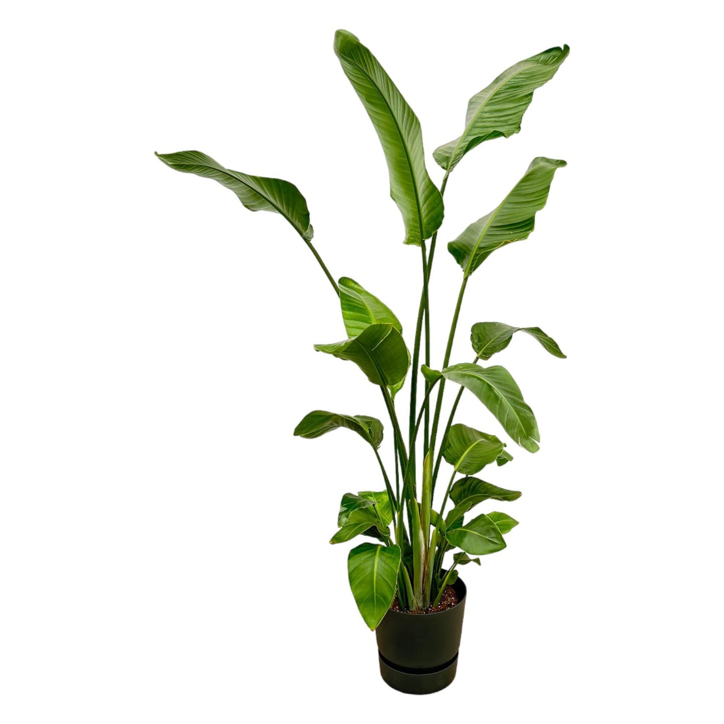 Strelitzia Nicolai + elho Greenville Round