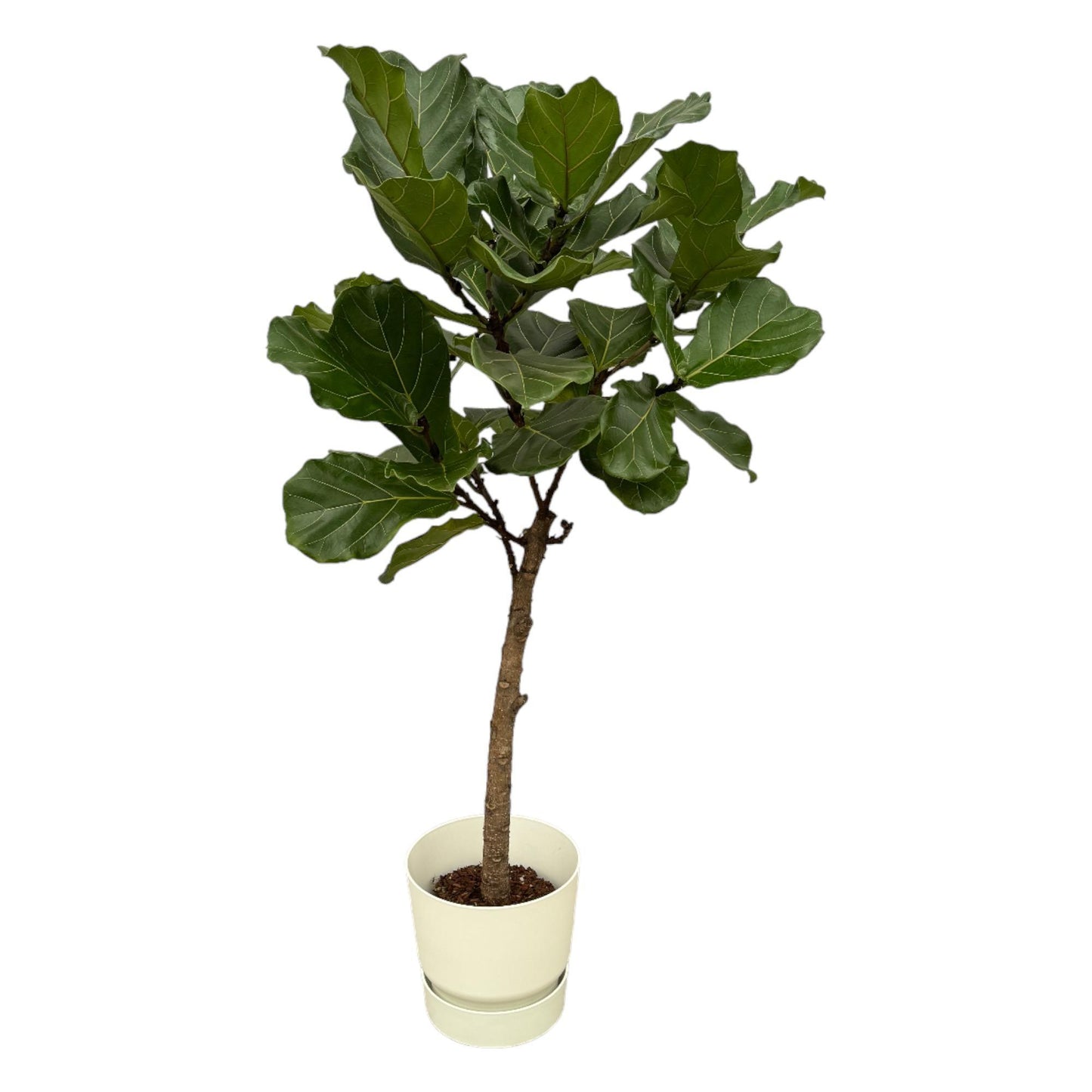 Ficus Lyrata op stam + elho Greenville Round