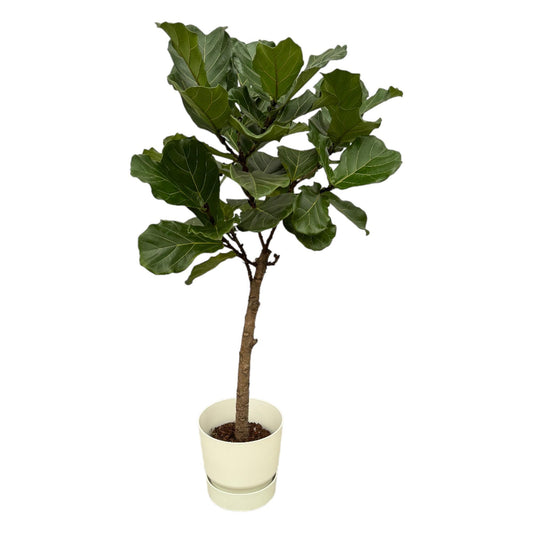 Ficus Lyrata op stam + elho Greenville Round