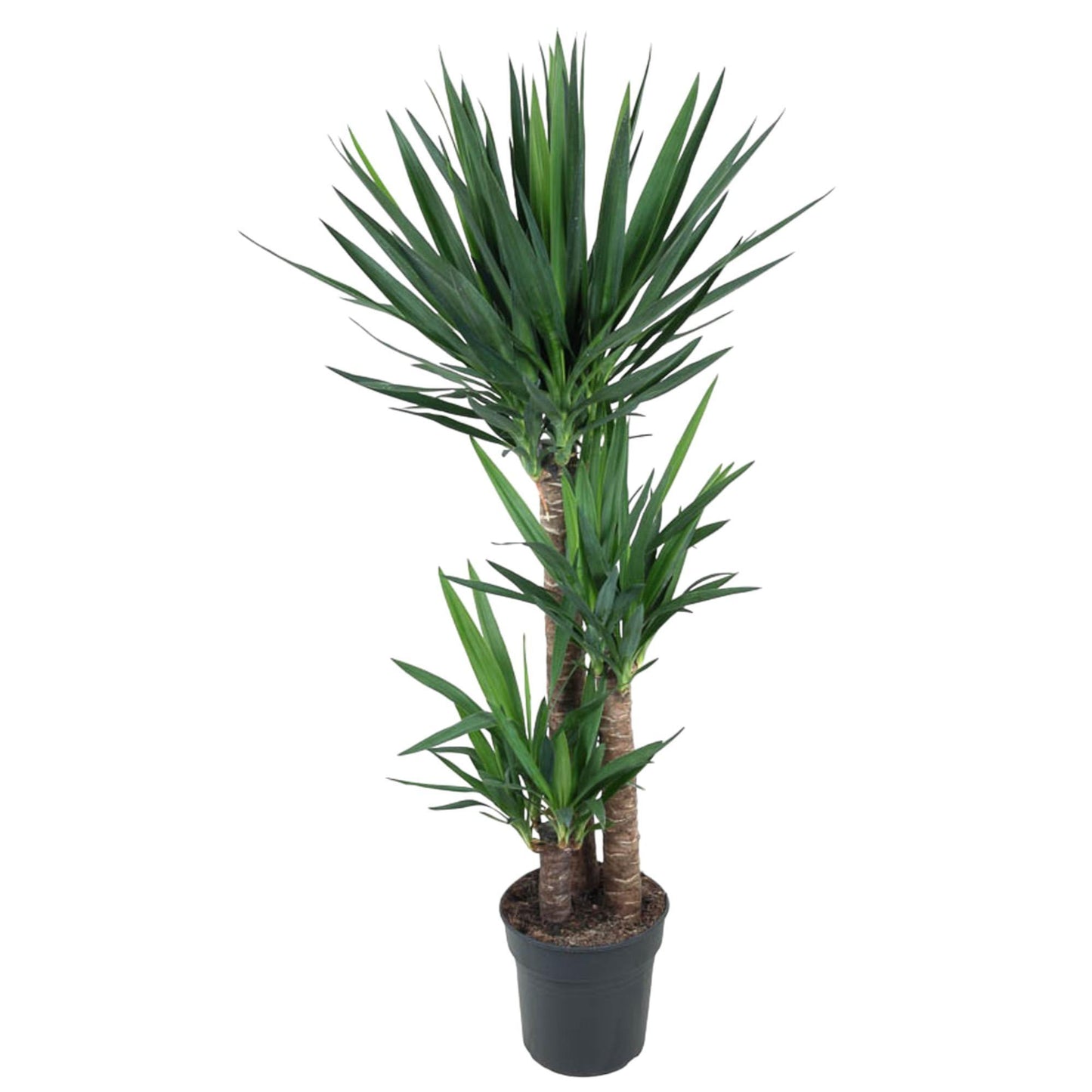 Yucca Elephantipes