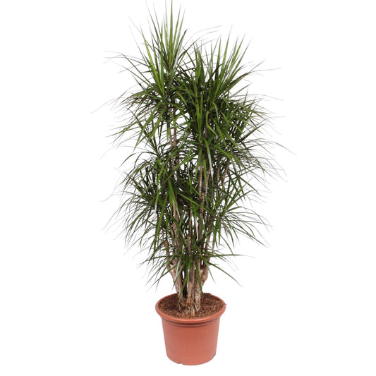 Dracaena Marginata (vertakt)