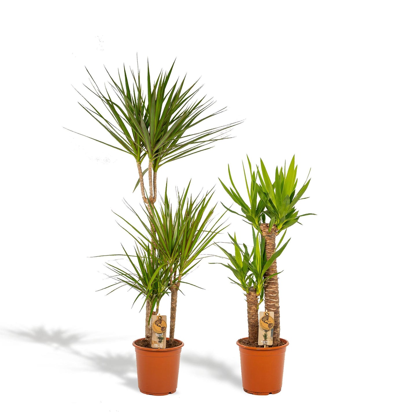 Combi deal: Dracaena (120 cm) + Yucca (100 cm)