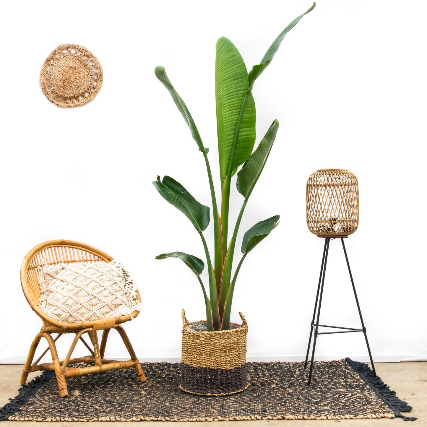 Strelitzia Augusta