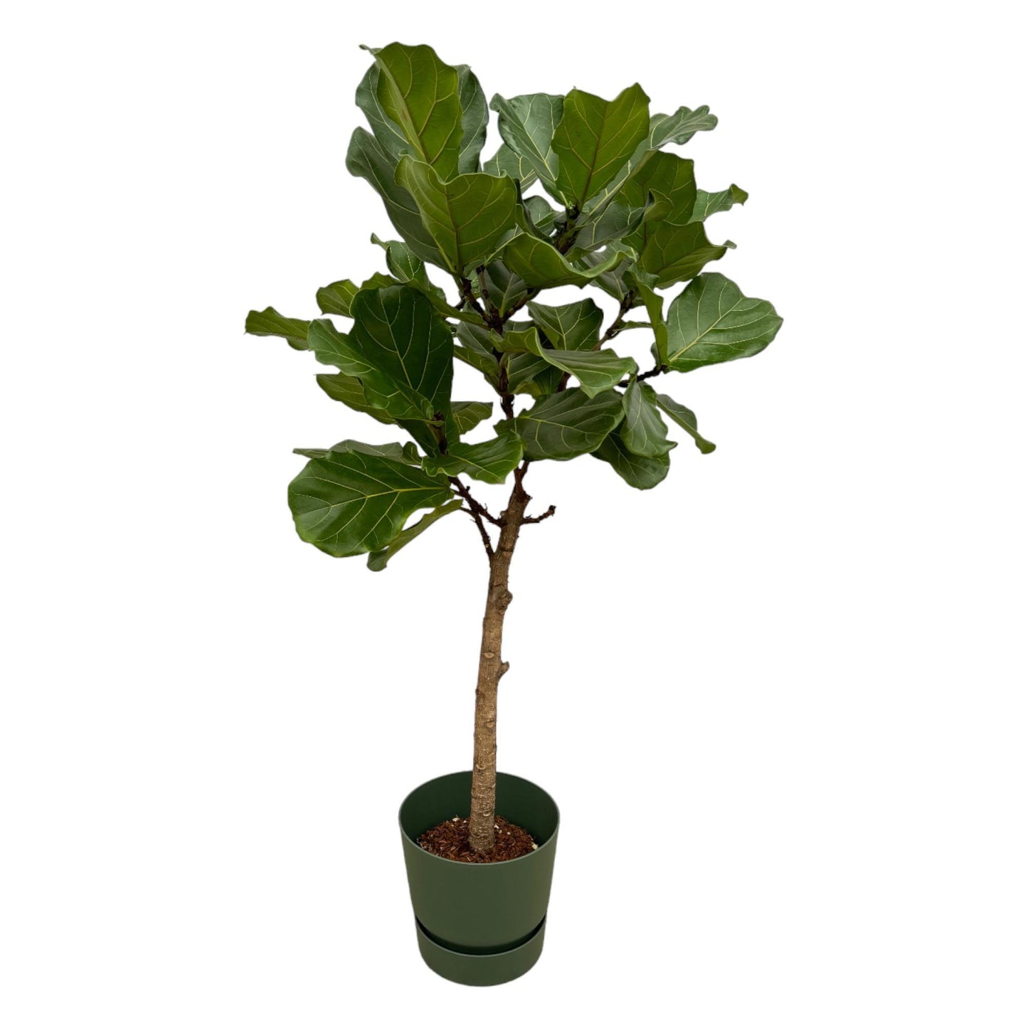 Ficus Lyrata op stam + elho Greenville Round
