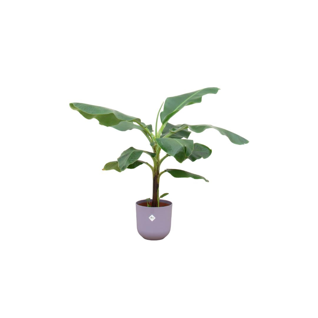 Bananenplant (Musa) + elho Jazz Round